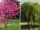 7 Trees You Should Never Plant Near Driveways, According to Experts