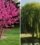 7 Trees You Should Never Plant Near Driveways, According to Experts