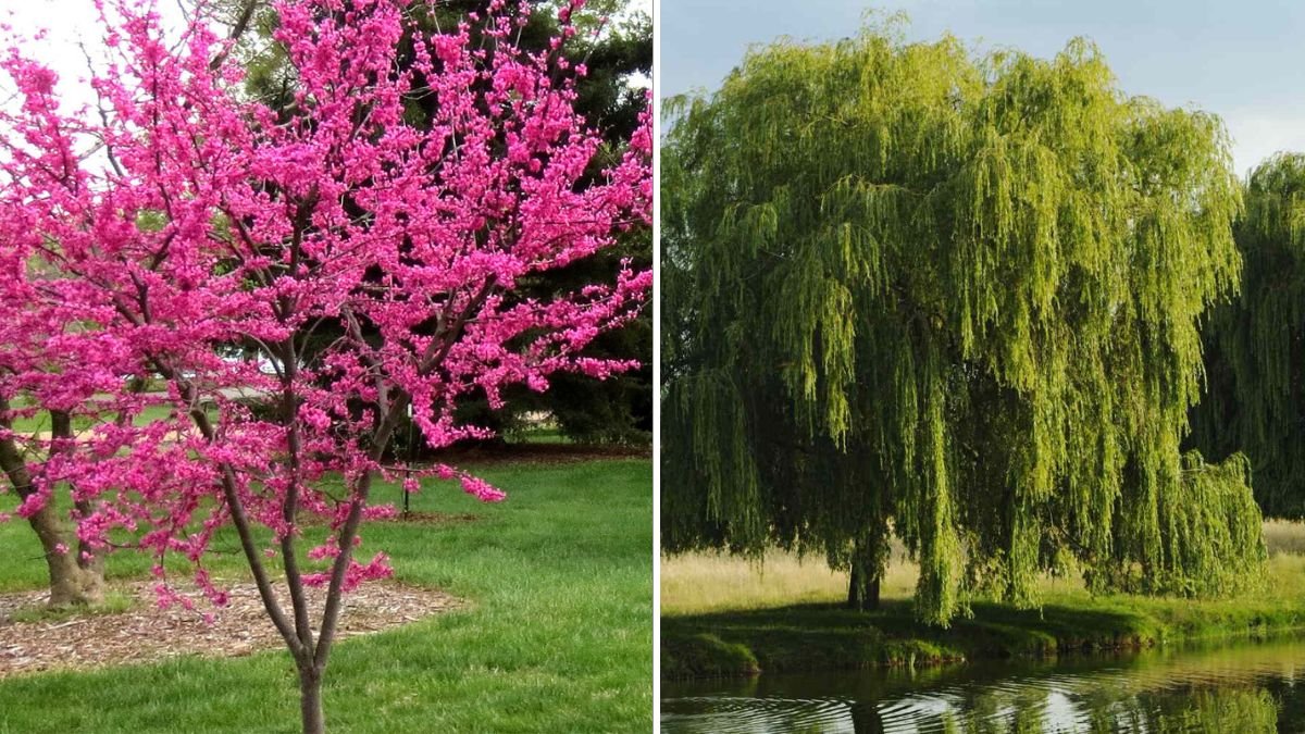 7 Trees You Should Never Plant Near Driveways, According to Experts