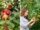 How to Prune Apple Trees in Fall for the Best Spring Harvest