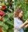 How to Prune Apple Trees in Fall for the Best Spring Harvest