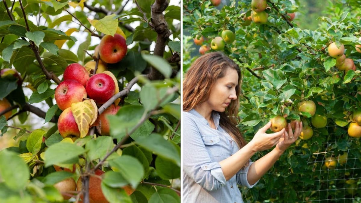 How to Prune Apple Trees in Fall for the Best Spring Harvest