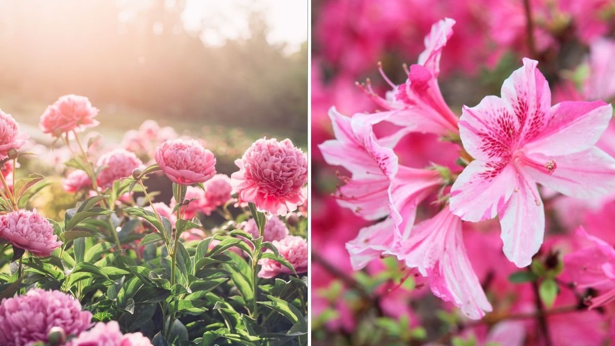 10 Perennials You Should Plant in Fall for Spring Blooms