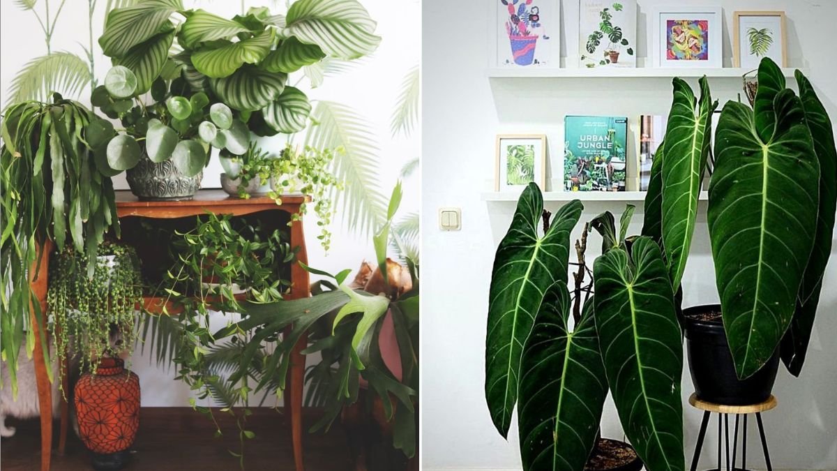 7 Unusual Houseplants That Are Trending Right Now