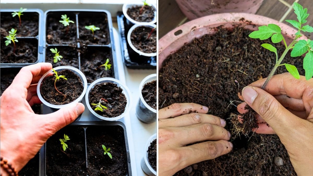 How to Start Seeds Indoors in Late Winter