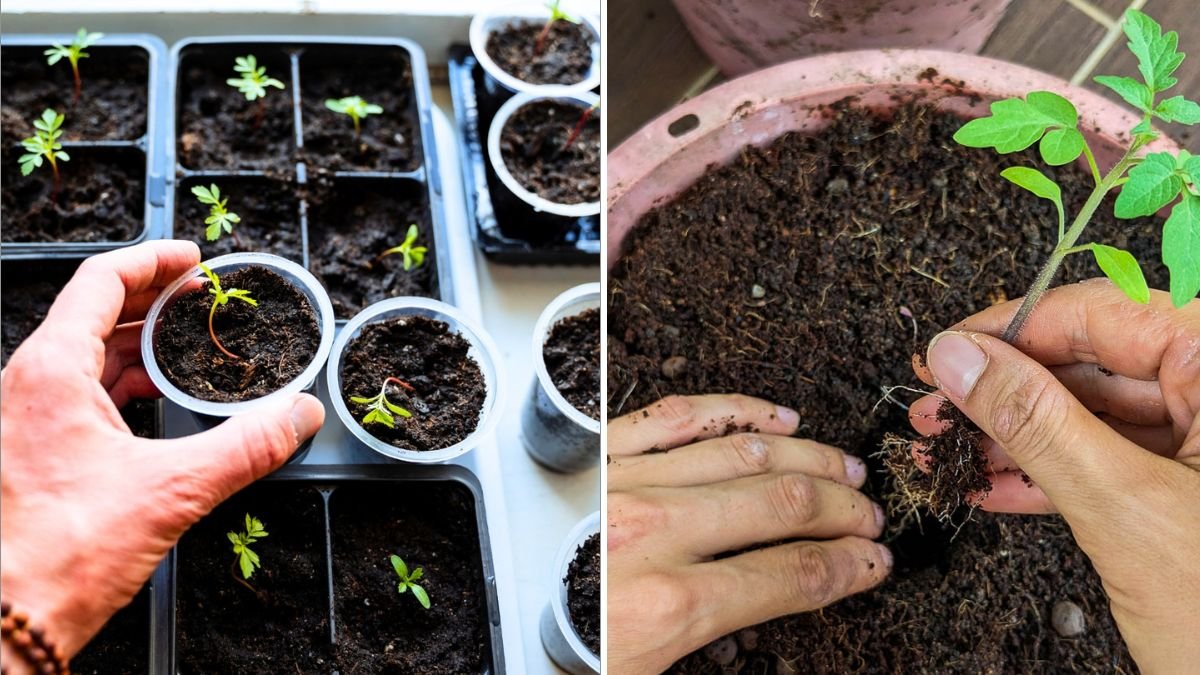 How to Start Seeds Indoors in Late Winter
