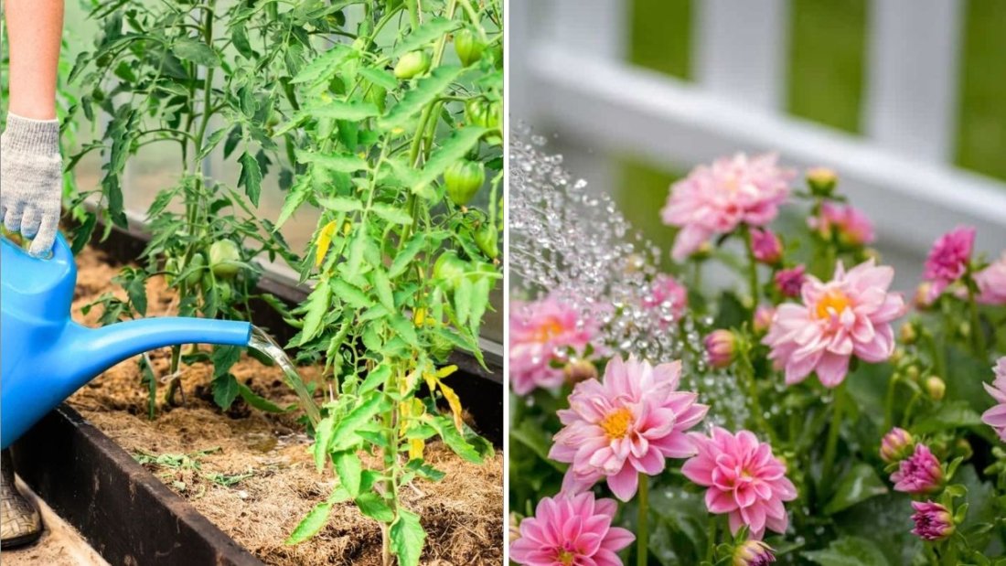 5 Summer Watering Mistakes That Kill Plants