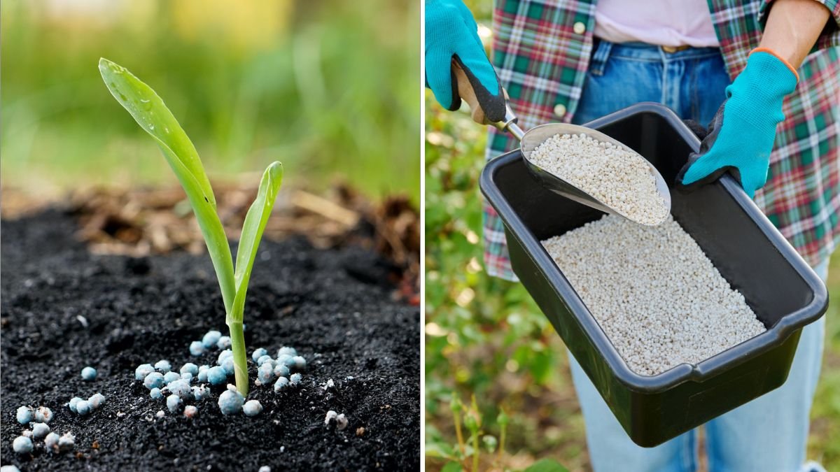 How to Fertilize in Fall for Spring Growth
