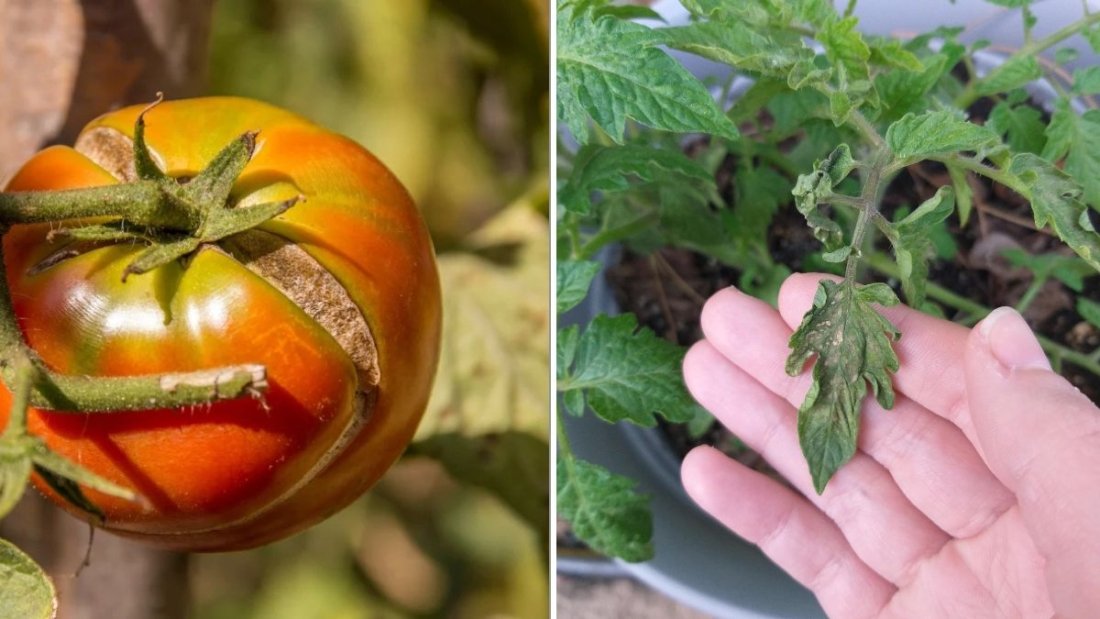 How To Tell If Your Tomatoes Are Getting Too Much Water