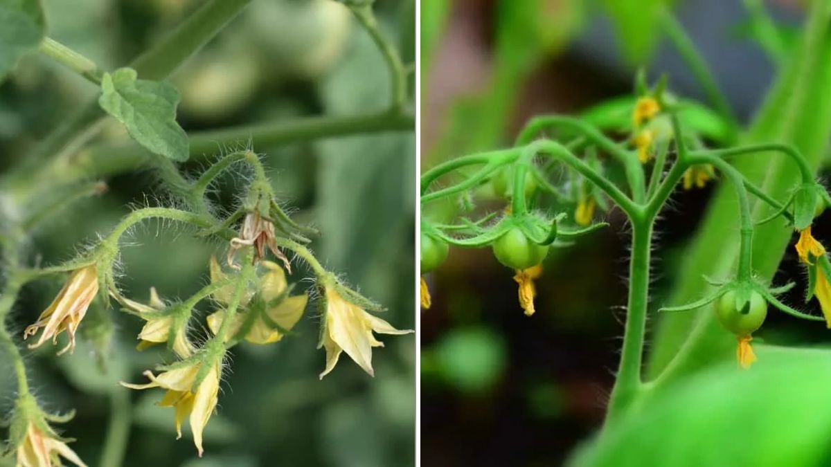 Why Tomato Flowers Fall Off—And How To Stop It