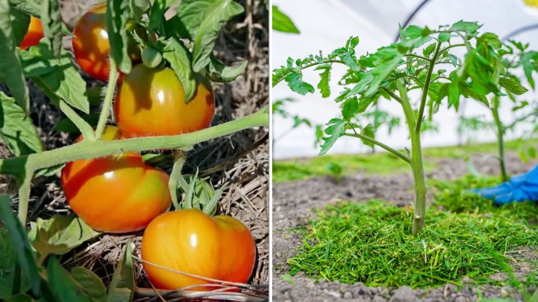 The Best Mulch To Use Around Tomato Plants
