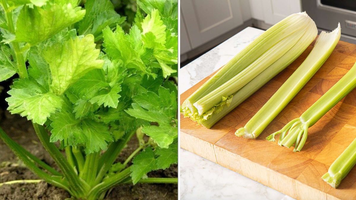How To Grow Celery From Kitchen Scraps