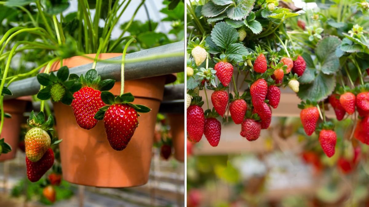 How To Grow Strawberries In Hanging Baskets