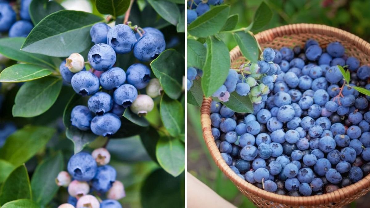 Why Your Blueberry Bush Isn’t Producing Fruit