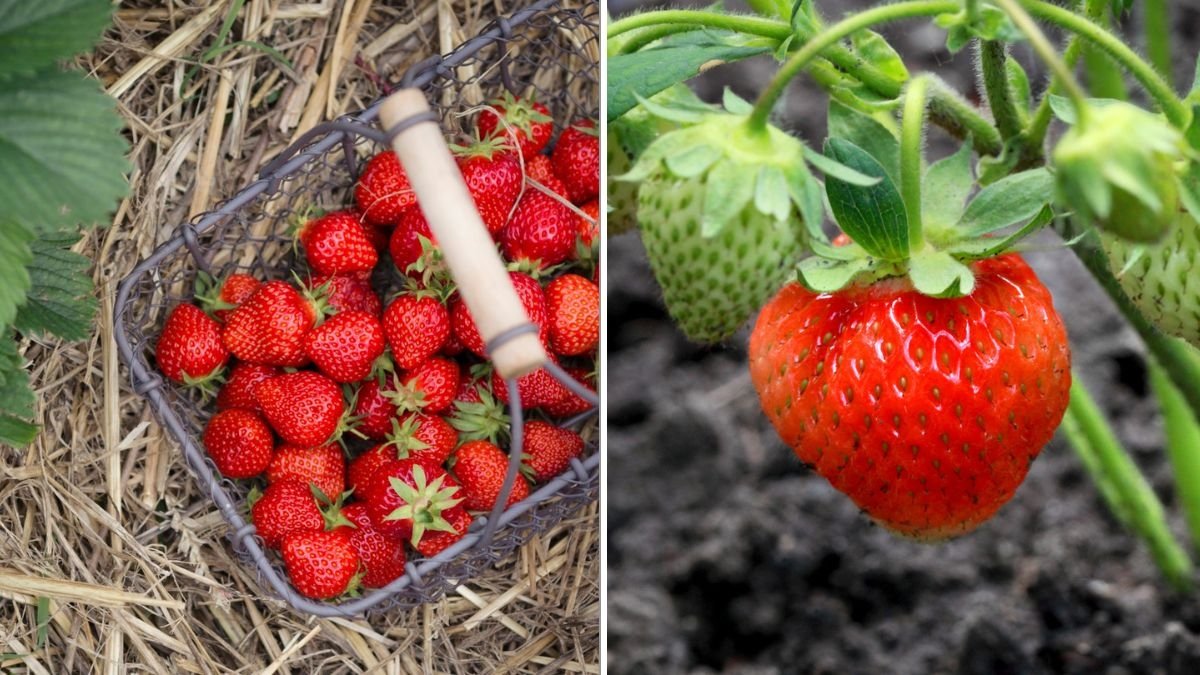 The Best Fertilizer for Strawberry Plants: A Complete Guide to Juicy, Abundant Harvests