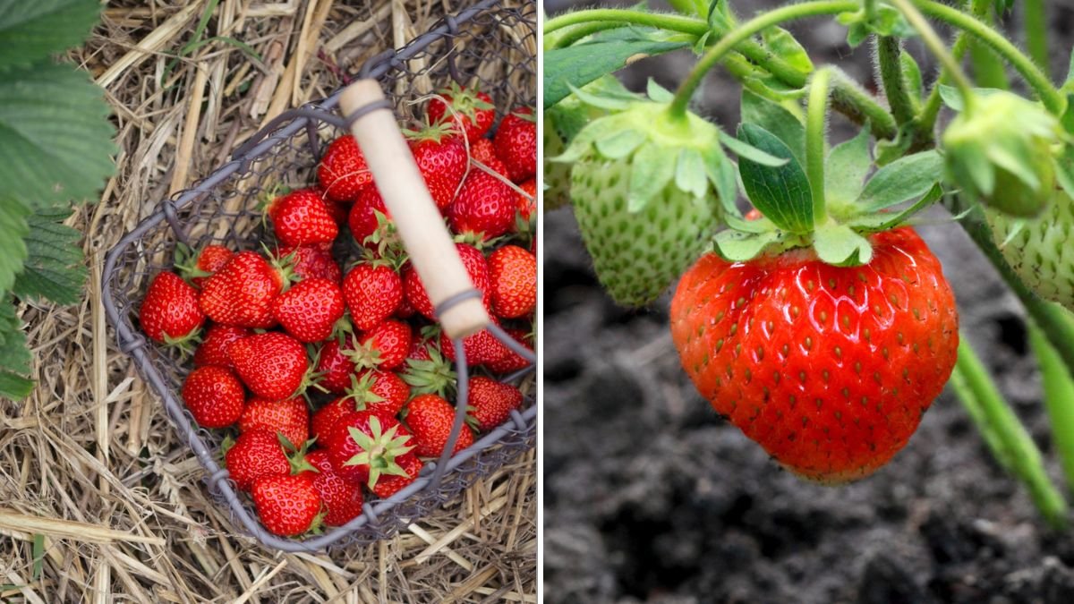 The Best Fertilizer for Strawberry Plants: A Complete Guide to Juicy, Abundant Harvests
