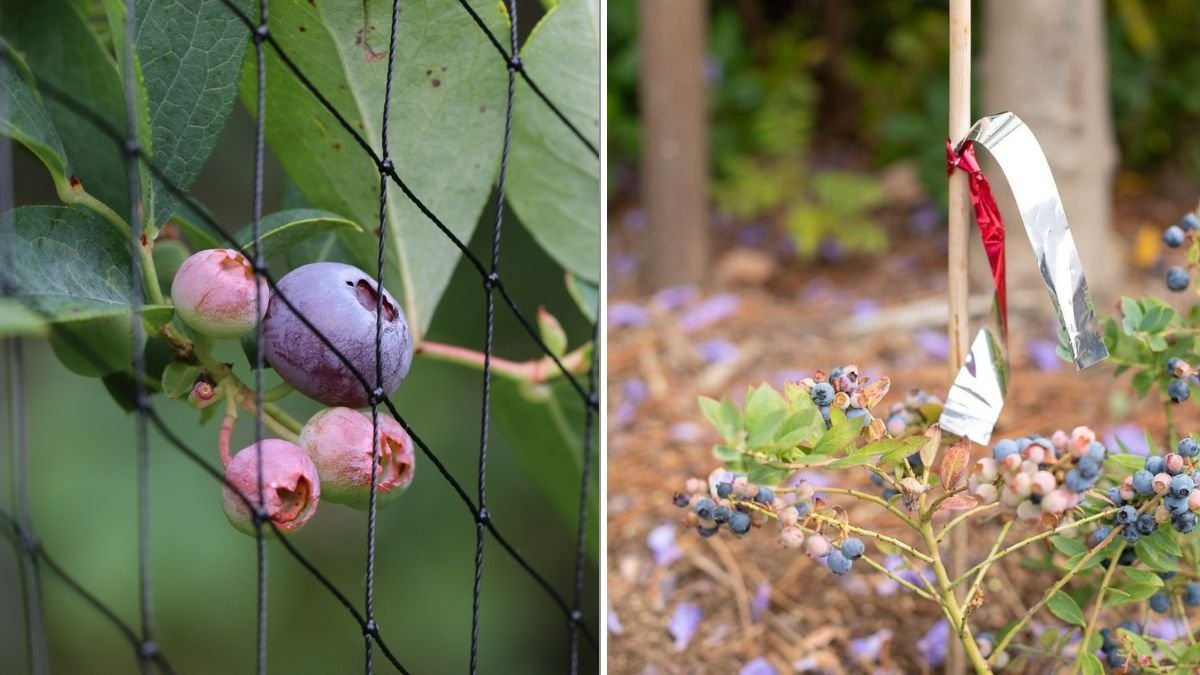 How To Protect Berry Plants From Birds: Keep Your Harvest Safe and Sweet