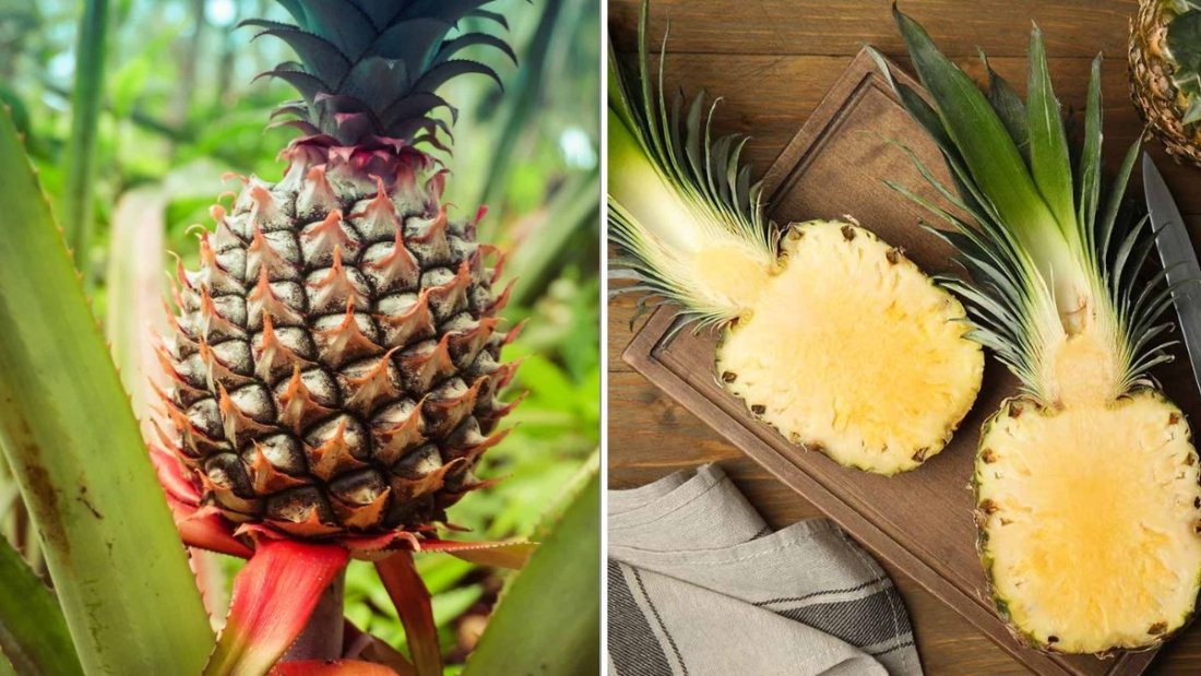 How To Grow Pineapples Indoors For A Tropical Touch