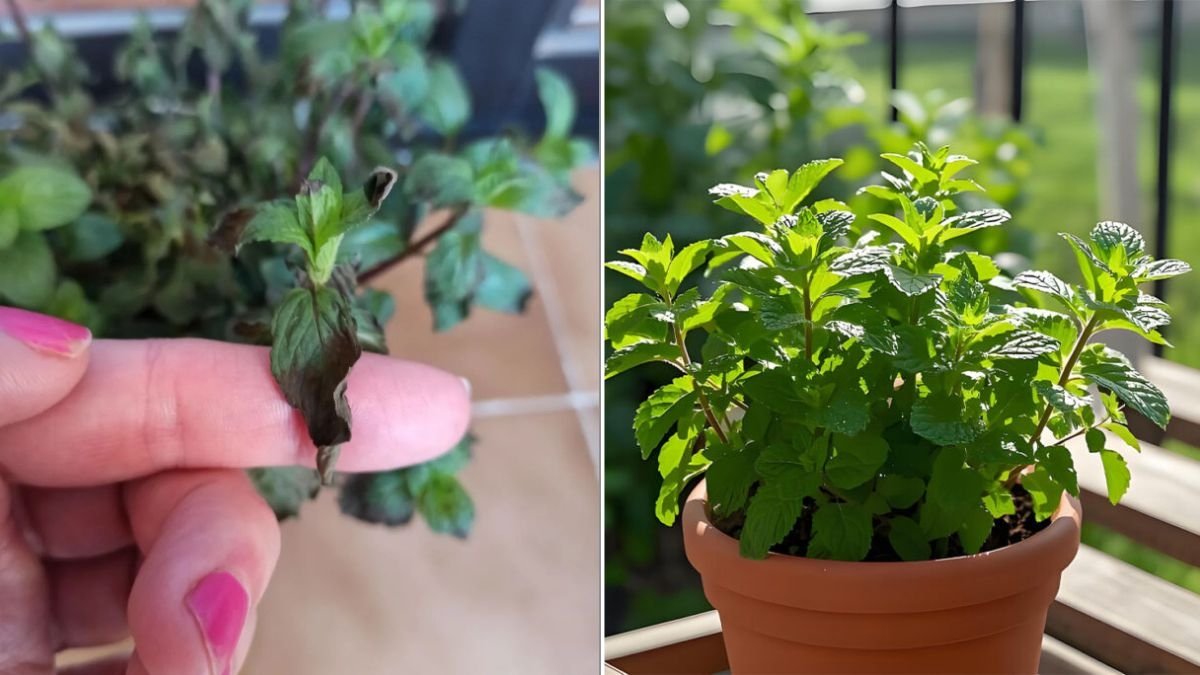 Why Your Mint Keeps Wilting—And How To Revive It