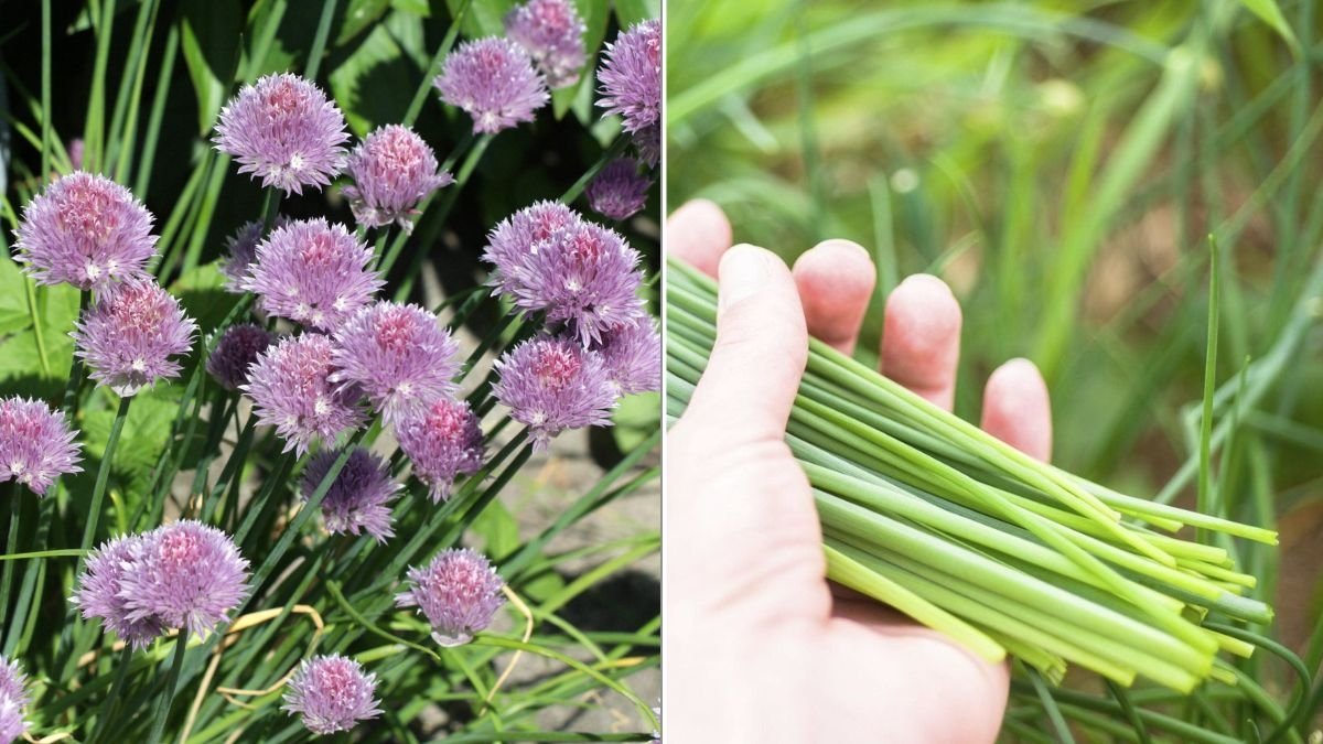 How To Divide Overgrown Chive Plants For More Harvest