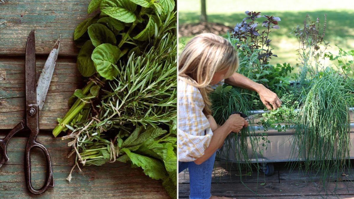 The Best Time Of Day To Harvest Fresh Herbs