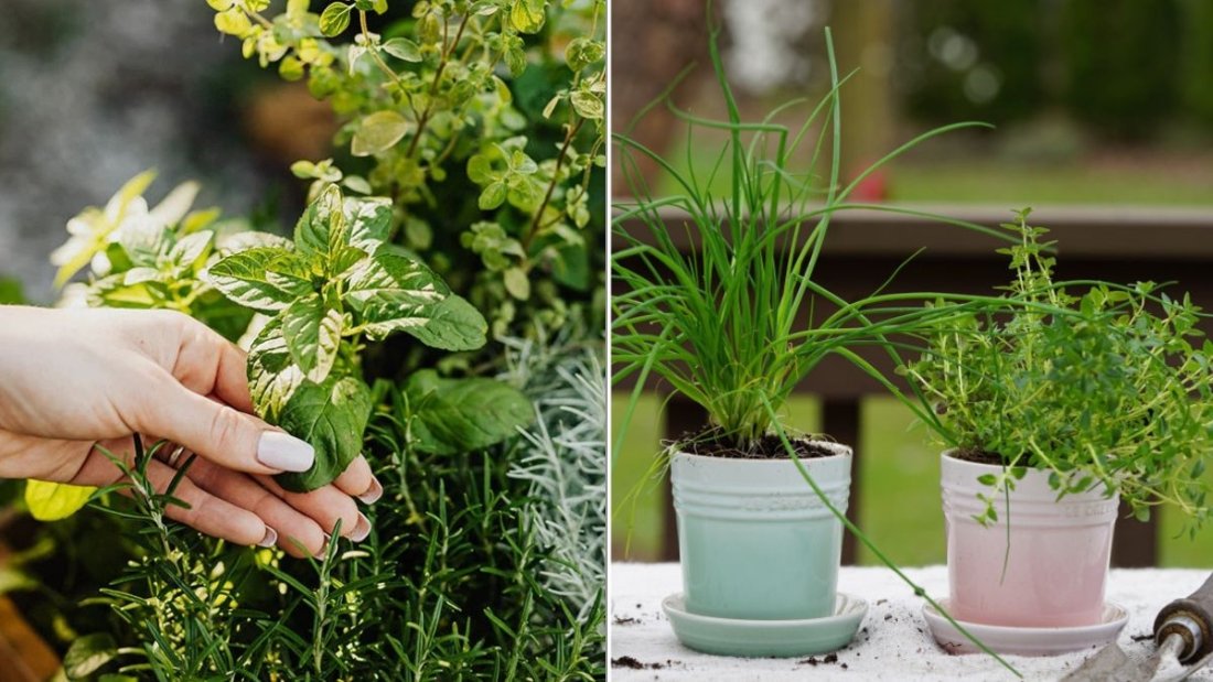 7 Herbs You Can Grow Together In One Pot