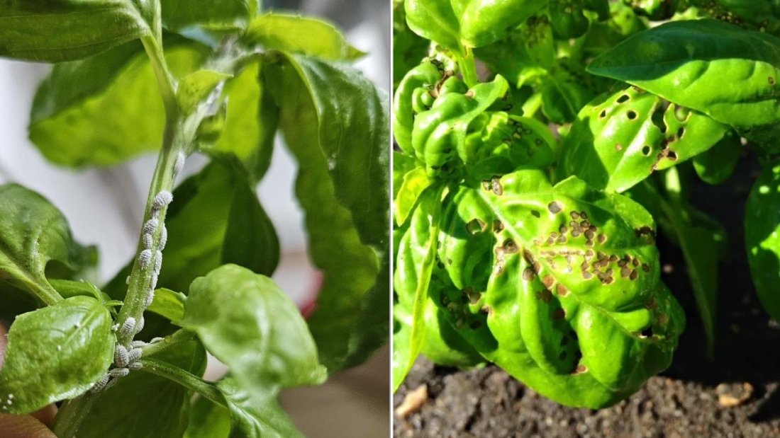How To Protect Basil From Pests Naturally