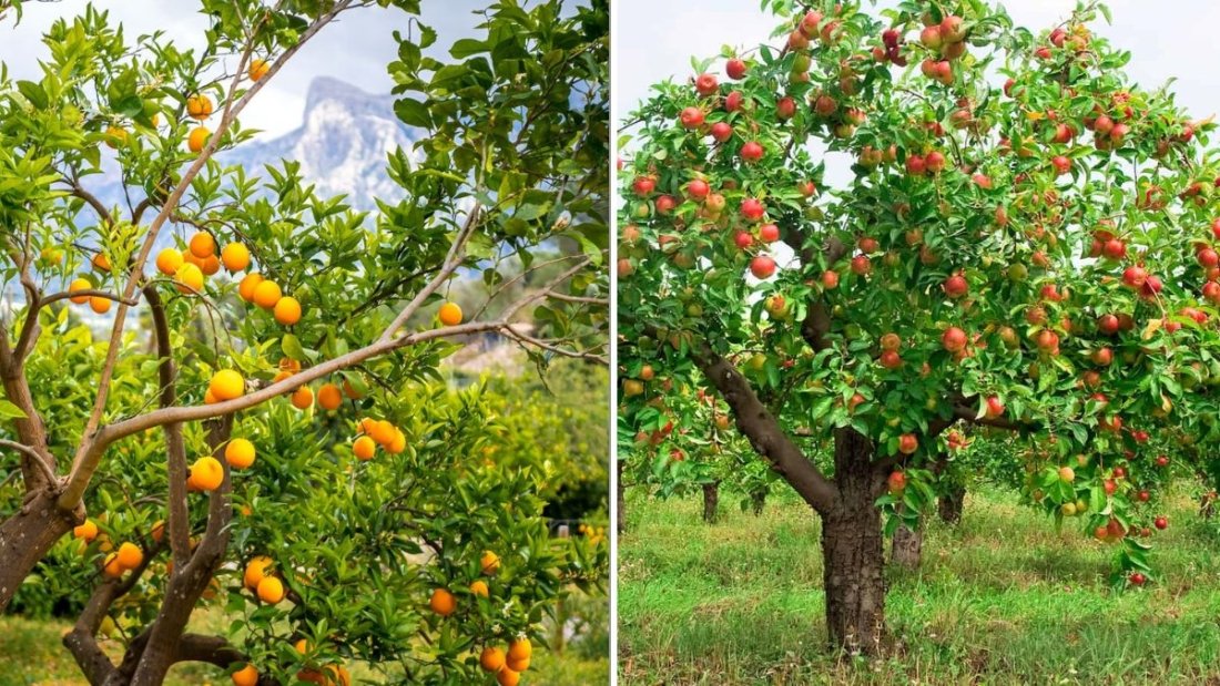 The Best Time To Plant Fruit Trees In Your Climate