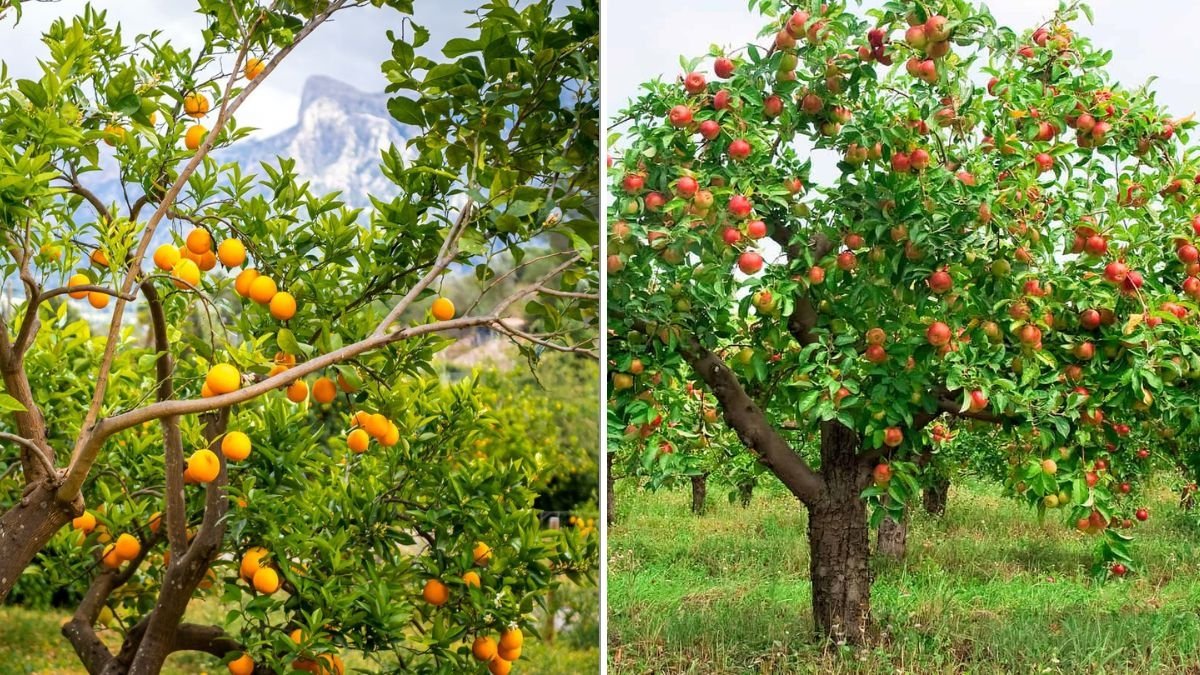 The Best Time To Plant Fruit Trees In Your Climate