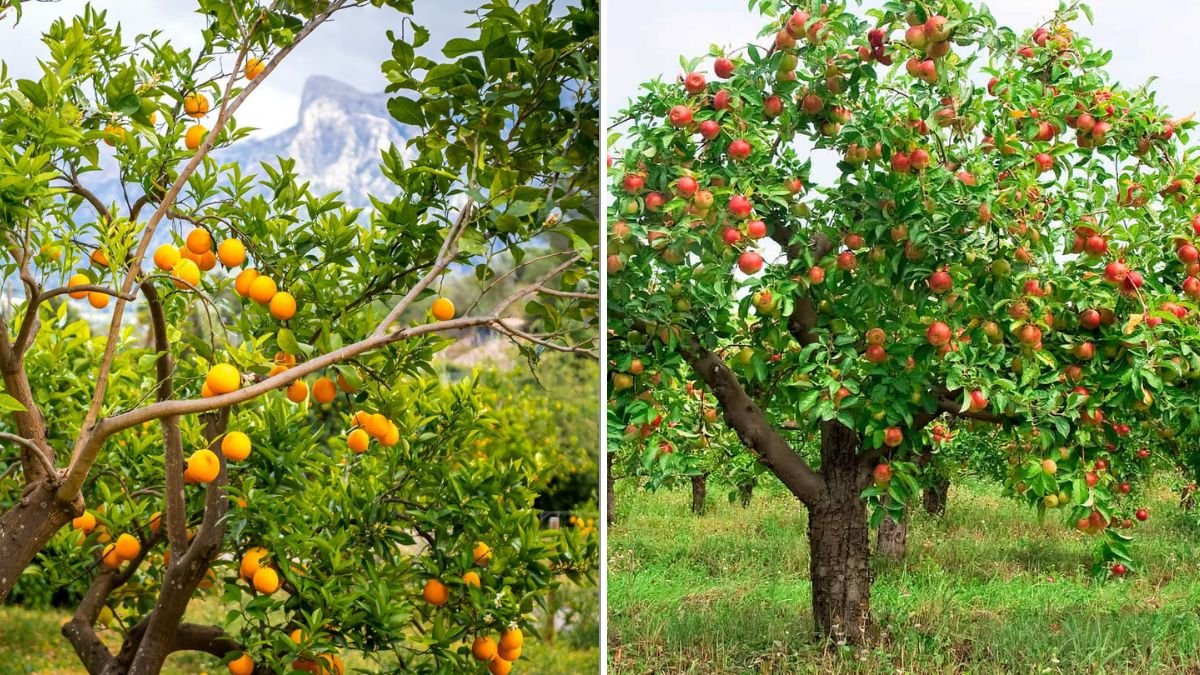 The Best Time To Plant Fruit Trees In Your Climate