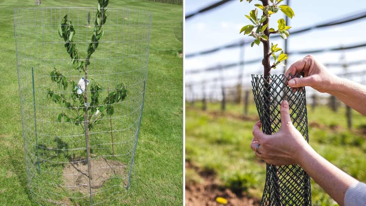 How To Protect Young Trees From Deer Damage