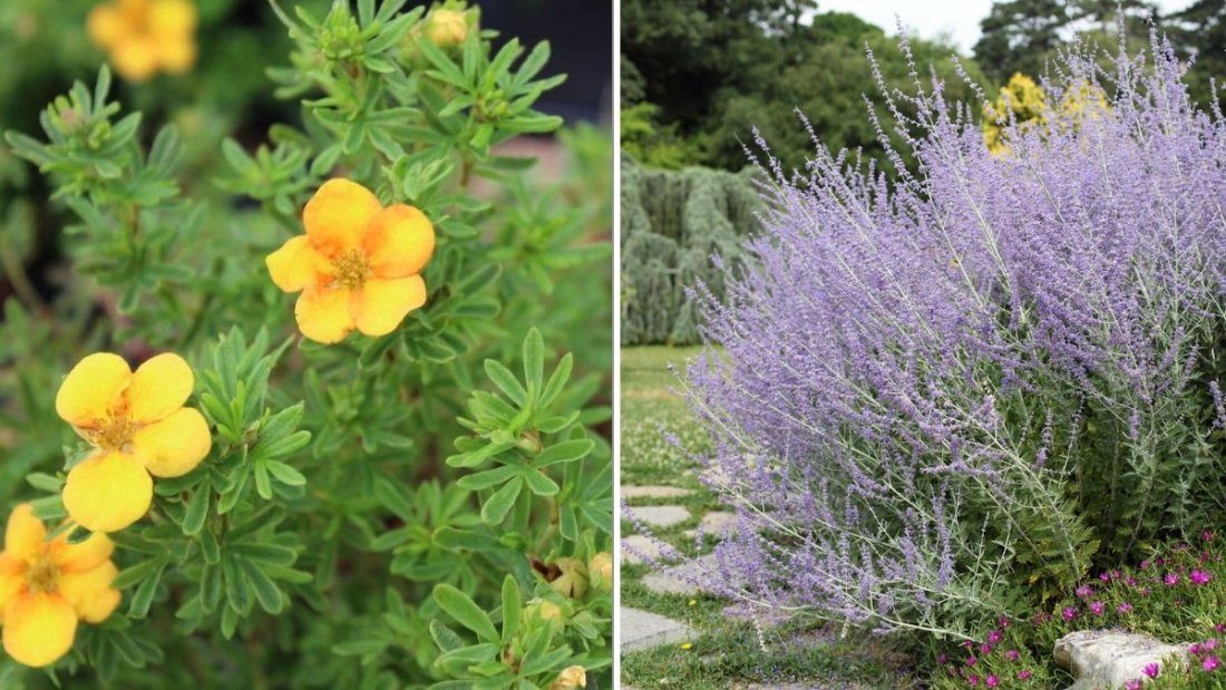 6 Shrubs That Thrive in Poor Soil