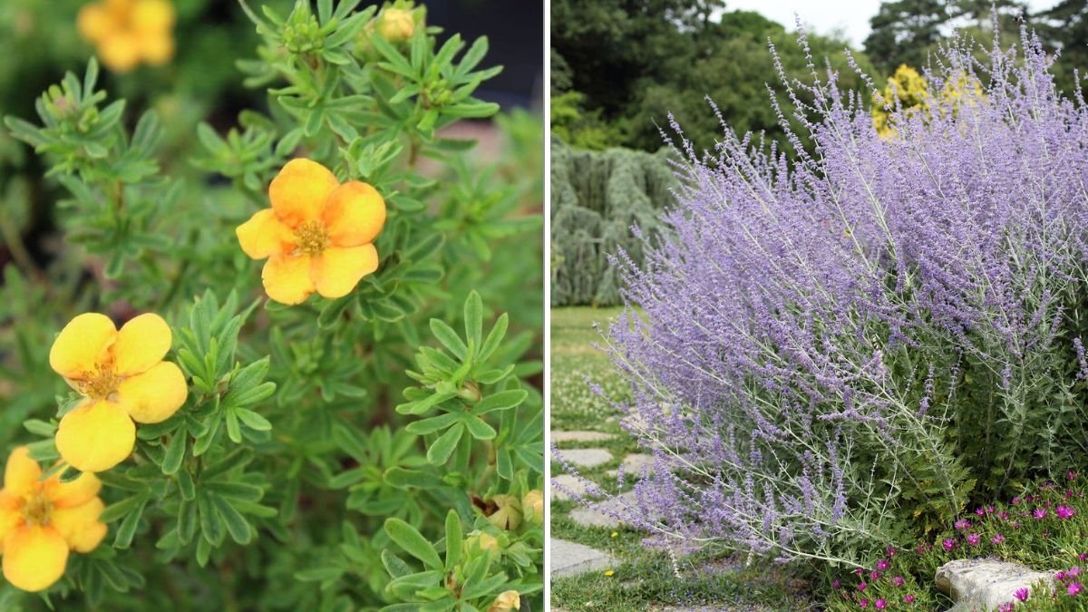 6 Shrubs That Thrive in Poor Soil