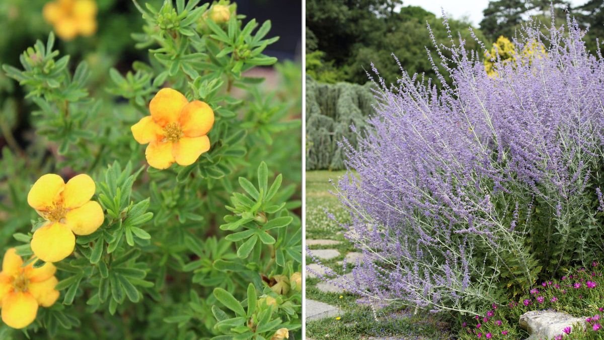 6 Shrubs That Thrive in Poor Soil
