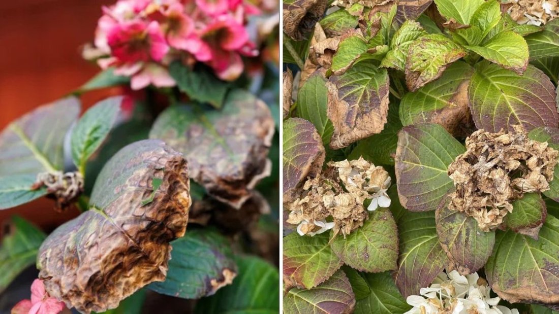 How To Revive a Dying Hydrangea