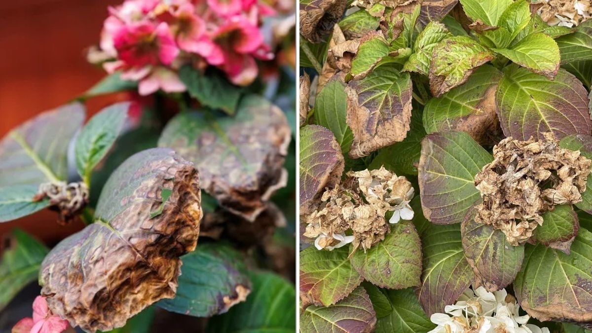 How To Revive a Dying Hydrangea