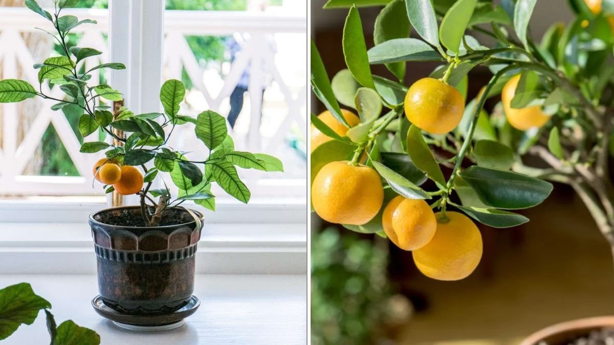 How To Grow a Lemon Tree Indoors Successfully