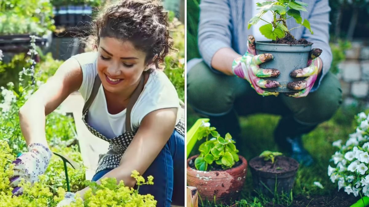 5 Mistakes That Can Ruin Your Vegetable Garden (And How to Avoid Them)