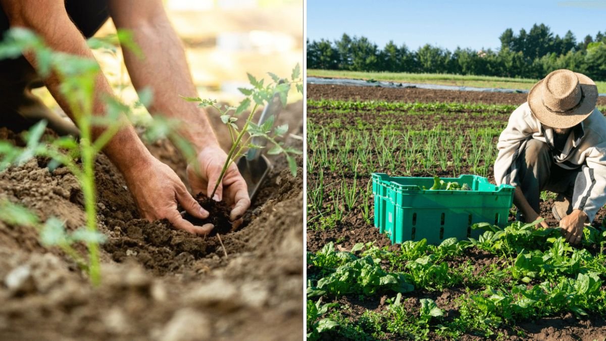 How To Rotate Crops To Prevent Soil Depletion