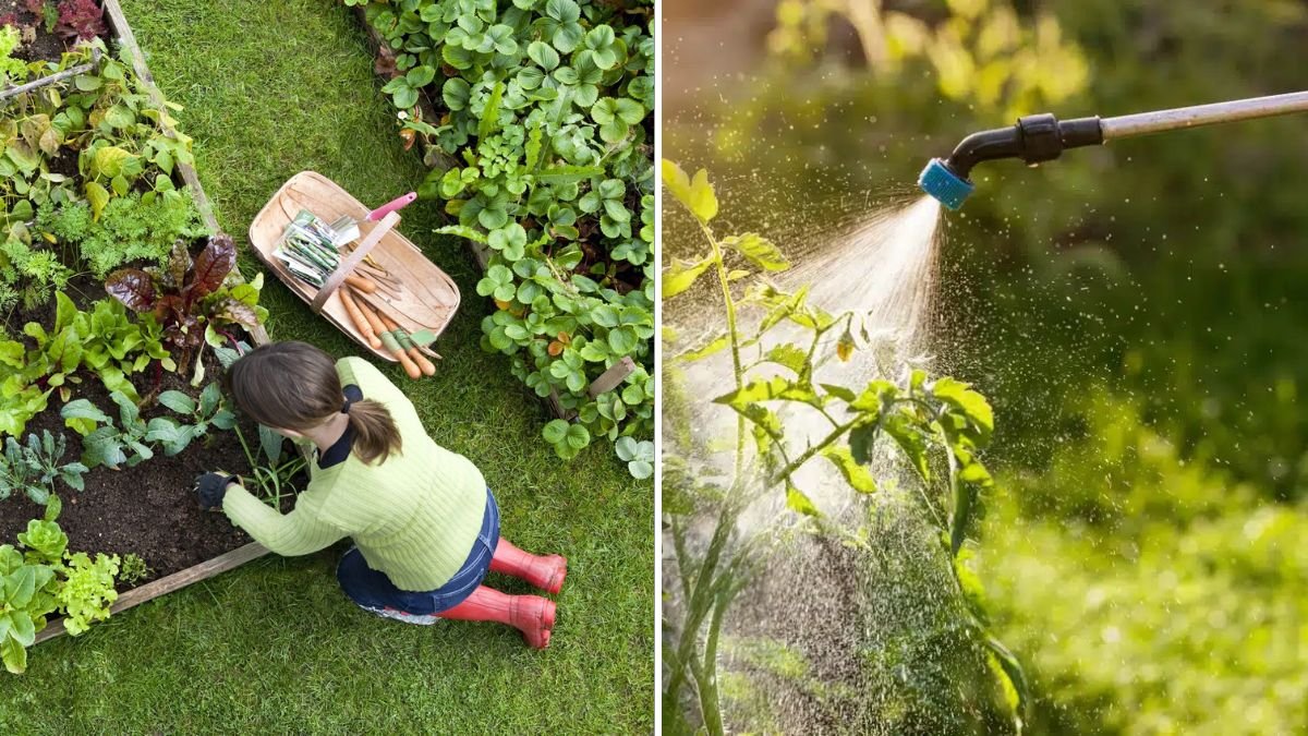 The Easiest Way To Keep Your Garden Pest-Free