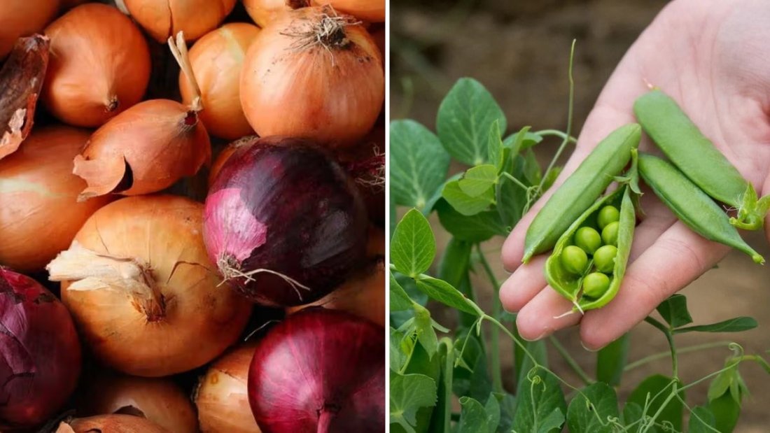 5 Vegetables To Plant In Early Spring