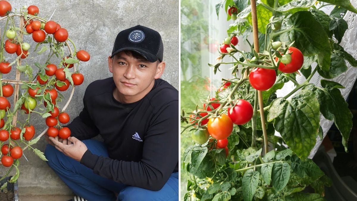 No Need to Buy Tomatoes Anymore: The Secret to Growing Juicy Tomatoes All Year Round