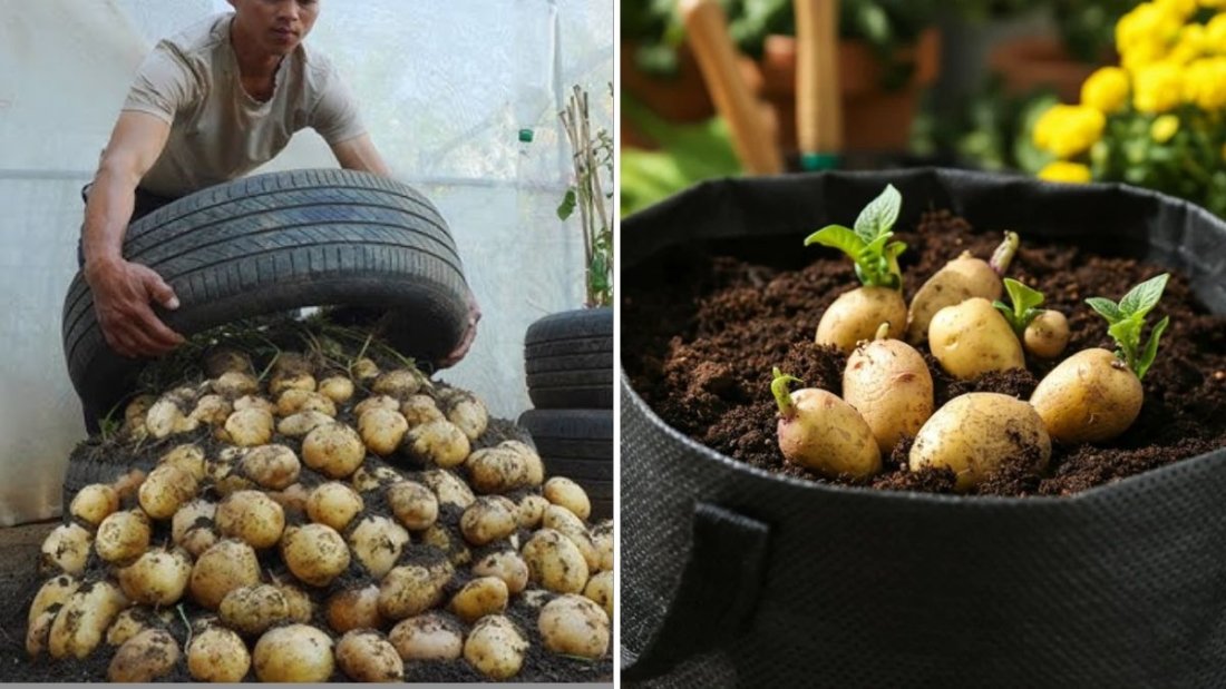 Grow Potatoes All Year Round: The Secret Method of Using Plastic Containers for Endless Harvests