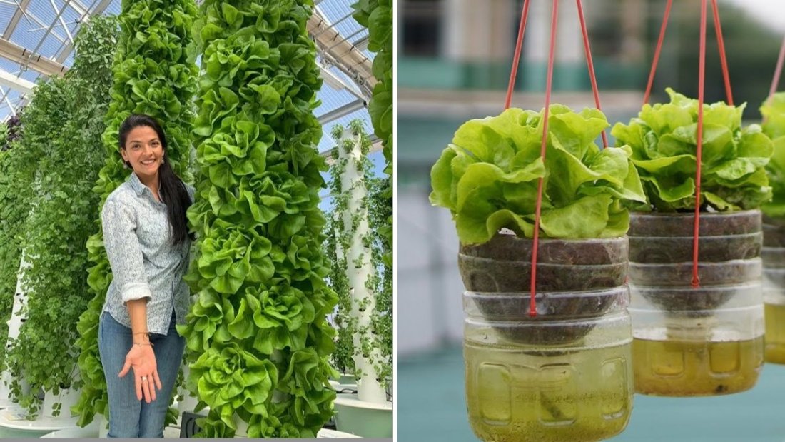 The Hanging Garden Secret: How to Grow Crisp Lettuce Without Watering (and Get High Yields All Year)