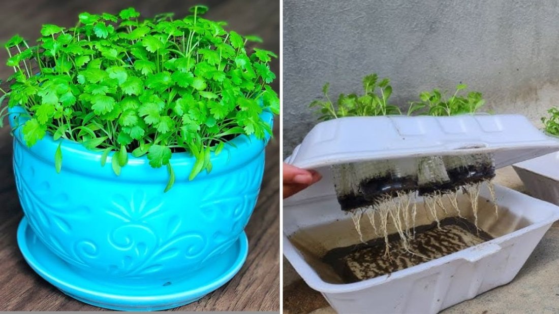 How to Grow Coriander Without Soil: The Complete Guide to Hydroponic Dhaniya Cultivation at Home