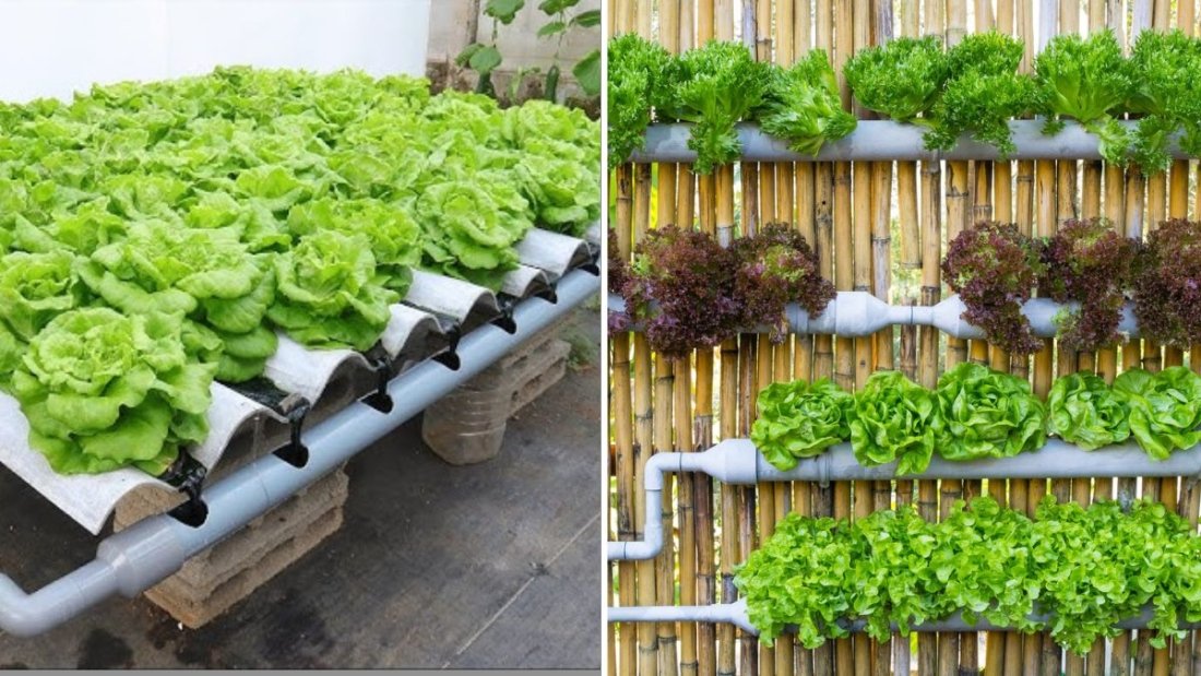 How to Start a Hydroponic Vegetable Garden at Home: A Complete Beginner’s Guide to Soil-Free Growing
