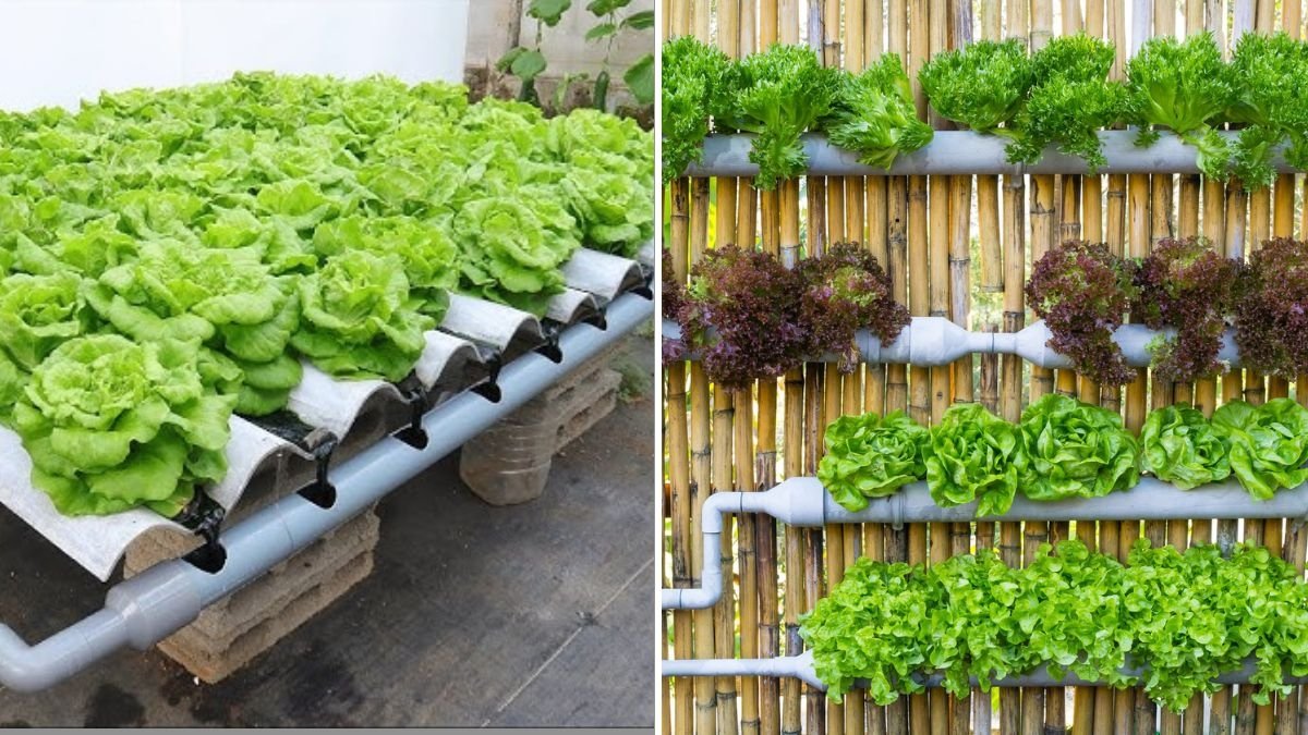 How to Start a Hydroponic Vegetable Garden at Home: A Complete Beginner’s Guide to Soil-Free Growing