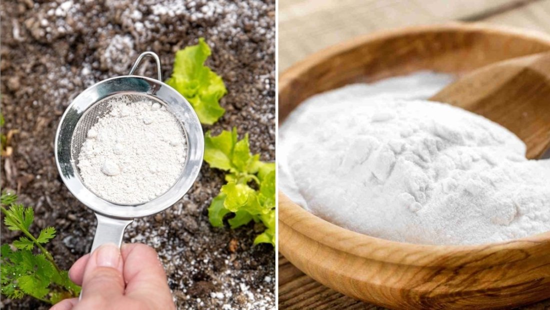 How to Use Baking Soda in the Garden the Right Way