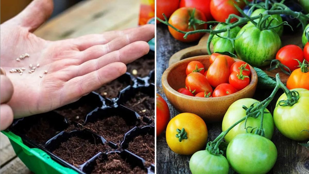 How to Grow Tomatoes from Seeds Like a Pro