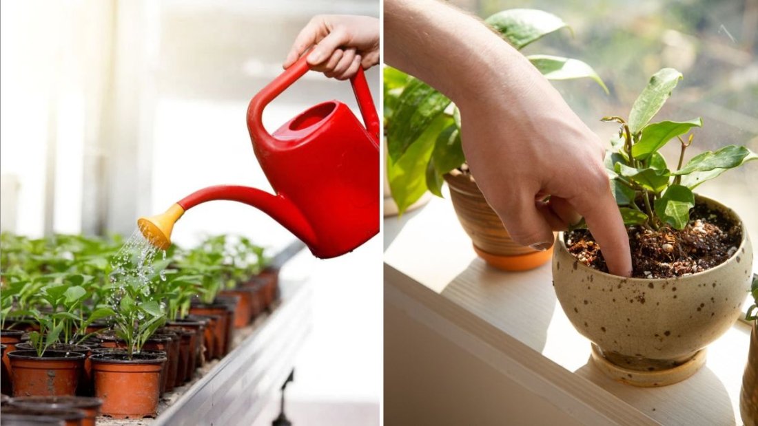 How to Water Your Plants the Right Way